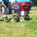 SNARF AT THE SD BULLIE SHOW .  killing it at 9 months old