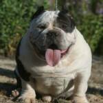 i love this pic of snarf shows what he looks like a bowling ball