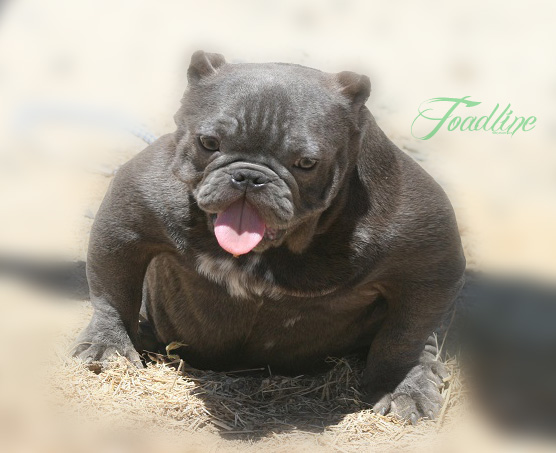 micro bully puppies quot micro bully quot forum micro bully puppies quot micro bully quot forum